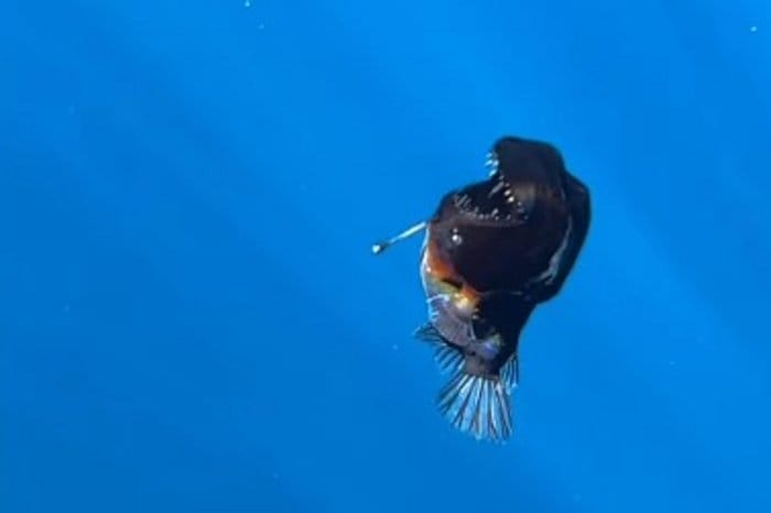 Aparição do peixe "diabo negro" gera repercussão online