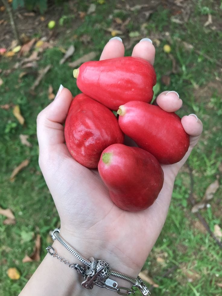 Jambo: A Fruta Tropical que pode fortalecer o coração e melhorar a saúde cardiovascular