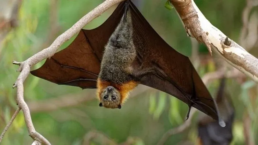 Morcego gigante ligado ao vírus Nipah chama atenção, mas risco ao Brasil é baixo