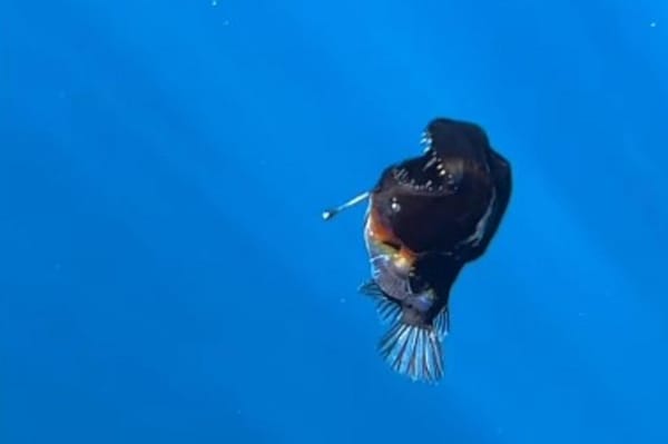 Aparição do peixe "diabo negro" gera repercussão online