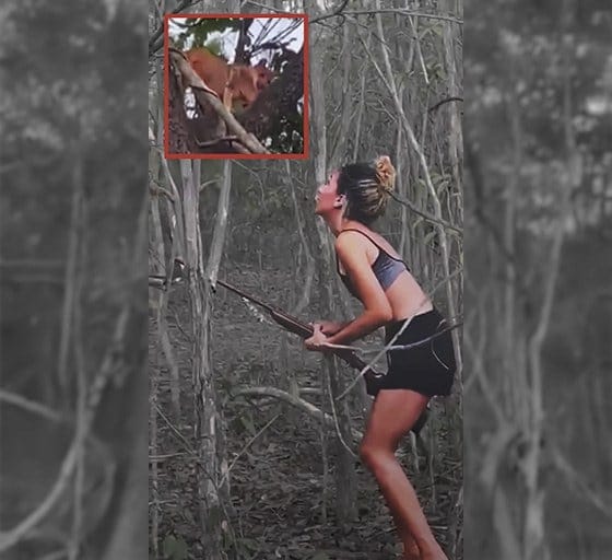 Mulher é multada e pode ser presa por matar onça-parda