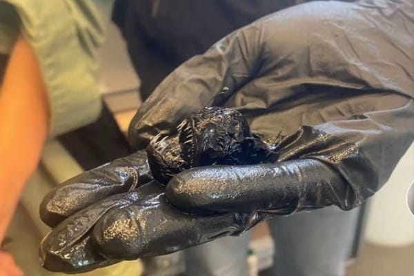 Tamanho Inesperado do Peixe Diabo Negro em Tenerife