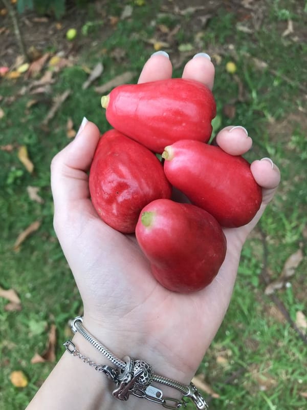 Jambo: A Fruta Tropical que pode fortalecer o coração e melhorar a saúde cardiovascular