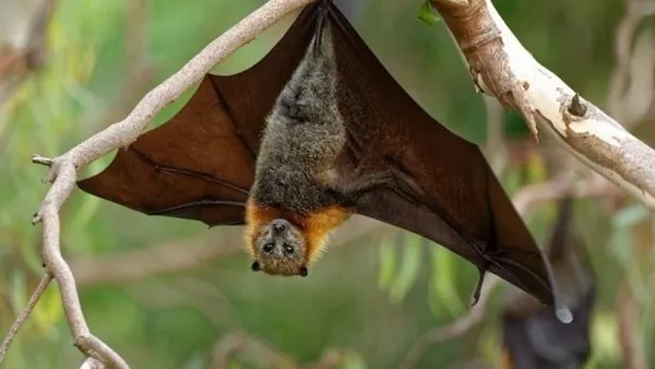 Morcego gigante ligado ao vírus Nipah chama atenção, mas risco ao Brasil é baixo